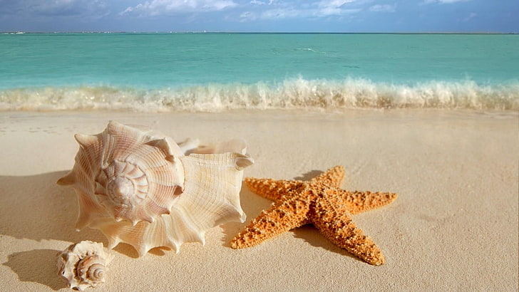 nature, sea, wave, sandy, sandy beach, snail shell, starfish, summertime, HD wallpaper