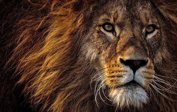 leão, leão, predador, rei dos animais, juba, focinho, olhos, HD papel de parede