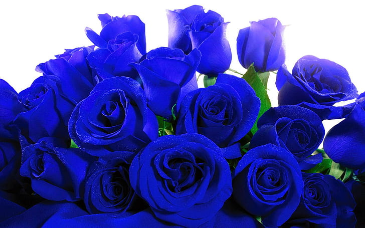 Rosas azules, rosas, flores, 1920x1200, 4k rosas azules, Fondo de pantalla HD