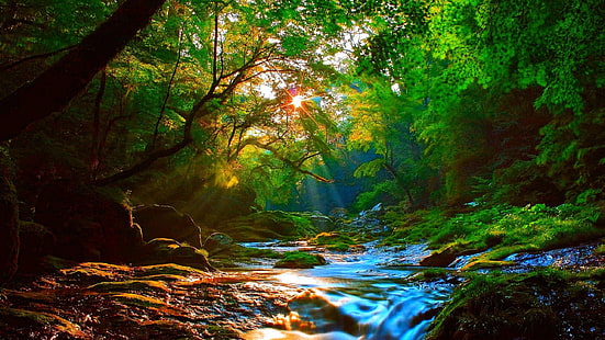 พระอาทิตย์ขึ้นที่สวยงามในป่าแม่น้ำภูเขาที่มีต้นไม้สีเขียว, หิน, แสงแดดภูมิทัศน์วอลล์เปเปอร์ Hd (2), วอลล์เปเปอร์ HD HD wallpaper