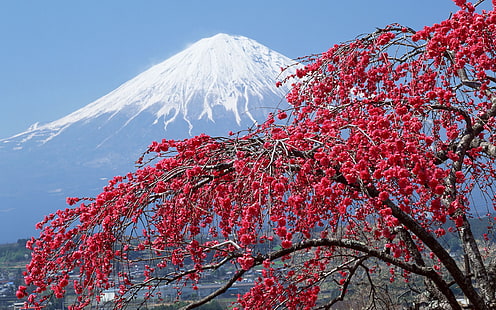 Mount Fuji, vernal equinox in japan, japan, sakura, mountains, HD wallpaper HD wallpaper