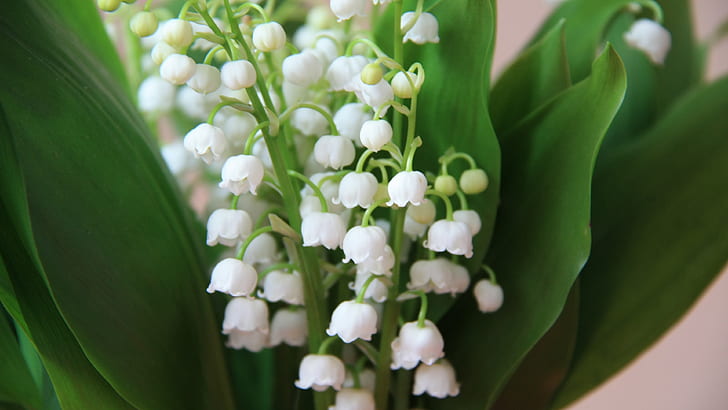 Lily of the valley, white little flowers, spring, Lily, Valley, White, Little, Flowers, Spring, HD wallpaper