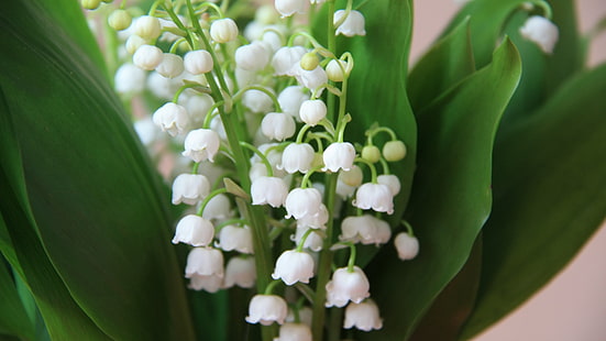 Lily of the valley, white little flowers, spring, Lily, Valley, White, Little, Flowers, Spring, HD wallpaper HD wallpaper