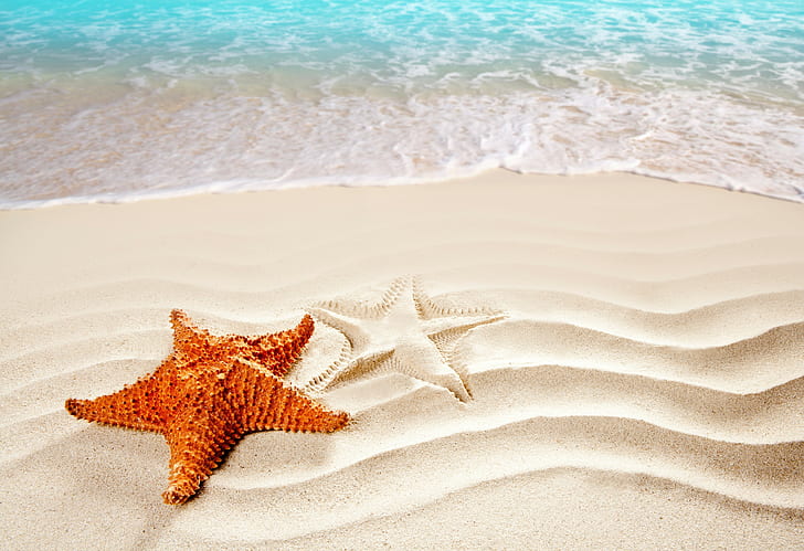 laut, samudra, bintang laut, pantai, Pantai Terbaik di Dunia, foto 4k, Wallpaper HD
