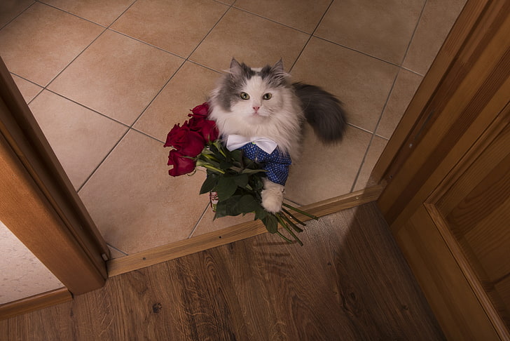 white and gray Persian cat, cat, look, flowers, roses, the situation, bouquet, the view from the top, Burgundy, HD wallpaper