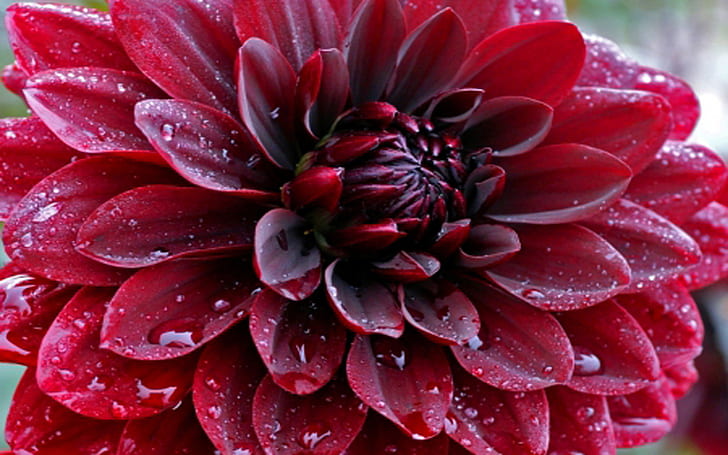 Makro Flowers Dahlia Red Flowers Drops Water Hd Wallpaper Download For Mobile 920×120, HD wallpaper