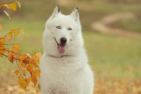 vuxen vit sibirisk husky, husky, hund, skog, träd, gren, höst, HD tapet HD wallpaper