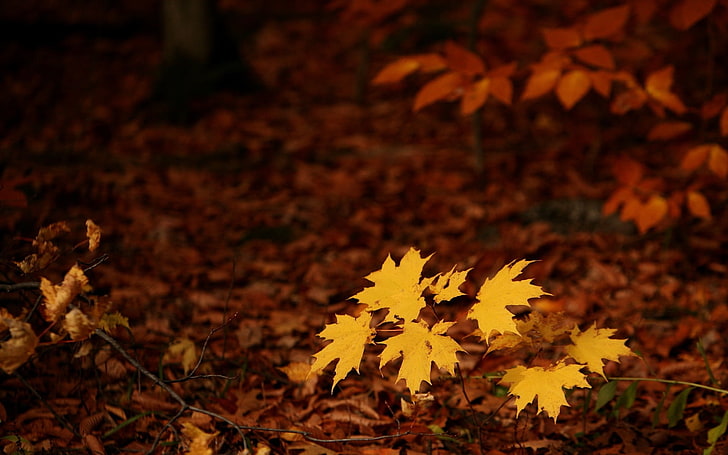 yellow maple leaves, fall, seasons, forest, leaves, nature, HD wallpaper