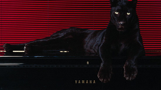 Tiere, Pantera, Puma, HD-Hintergrundbild HD wallpaper