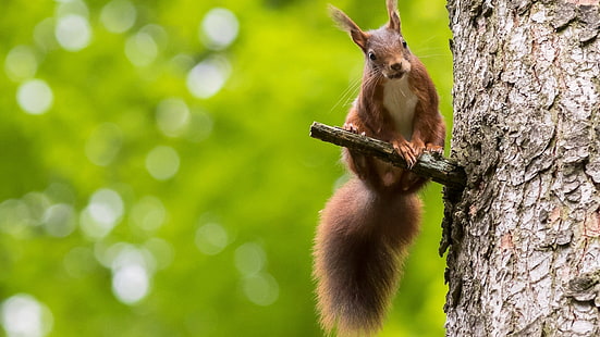 brown squirrel, brown squirrel perch on tree branch, animals, squirrel, bokeh, HD wallpaper HD wallpaper