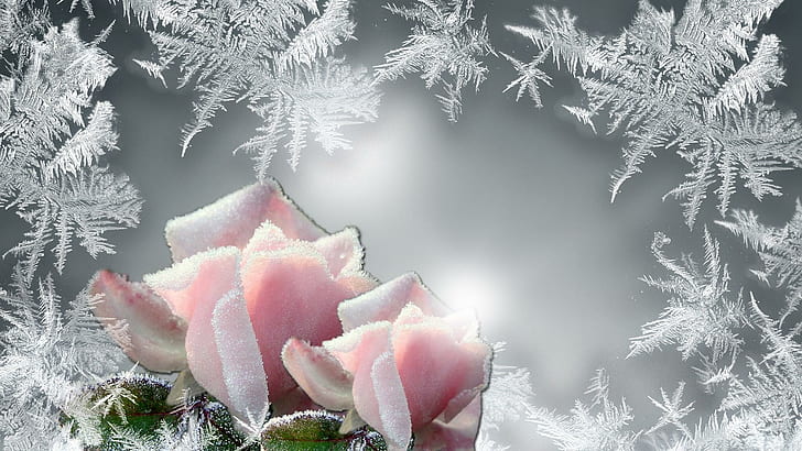 Frost On The Roses, pink rose, firefox persona, frost, bright, ze, cold, frozen, silver, winter, glow, 3d and abstract, HD wallpaper