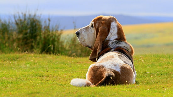 brauner und weißer kurzhaariger Hund, natur, HD-Hintergrundbild HD wallpaper