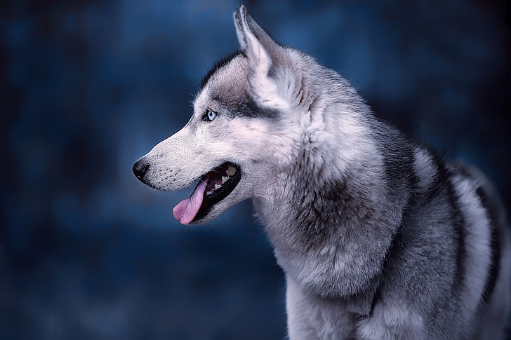 language, face, background, portrait, dog, profile, Husky, HD wallpaper
