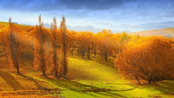 природа, осень, луг, небо, поле, осень, холм, дерево, солнечный свет, утро, луг, трава, пейзаж, новая зеландия, стрелтаун, HD обои