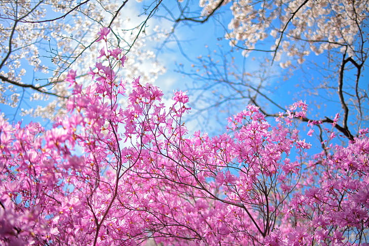 Garden spring flowers, pink cherry blossoms, sky, spring, trees, flowers, garden, HD wallpaper
