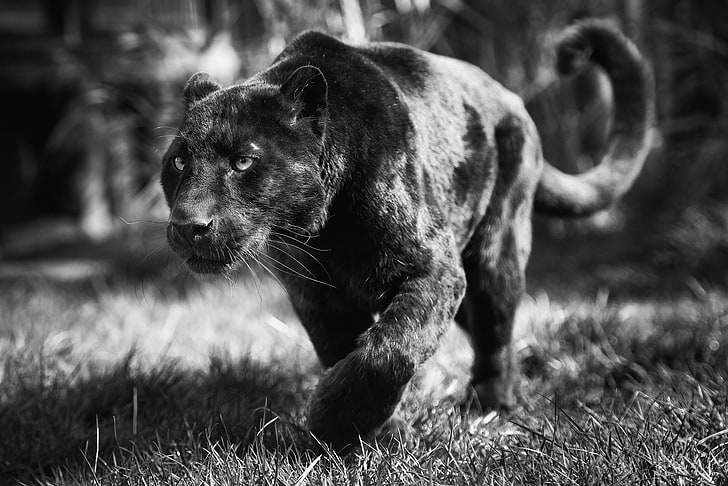 black puma, face, predator, Panther, black and white, wild cat, black leopard, HD wallpaper
