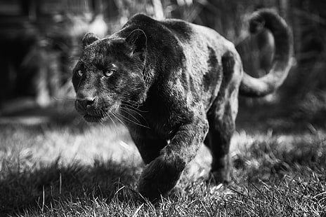 черна пума, лице, хищник, пантера, черно и бяло, дива котка, черен леопард, HD тапет HD wallpaper