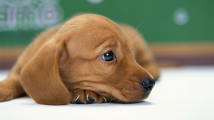 Miniature Dachshund Puppy, puppy, miniature, nice, sweet, beautiful, cute, dachshund, animals, HD wallpaper
