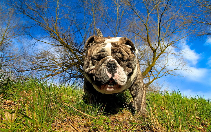 brown and white bulldog, dog, bulldog, grass, eyes, HD wallpaper