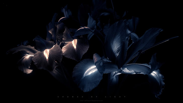 blå kronblad blommor, neon, blommor, svart, digital konst, HD tapet