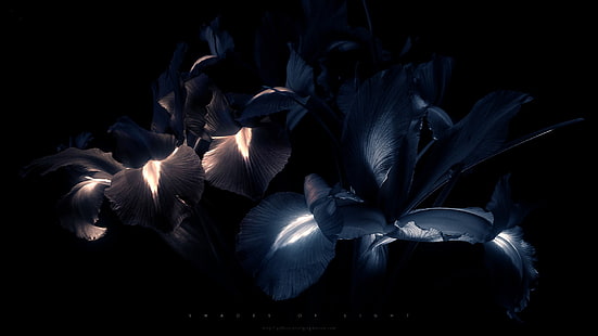 زهور البتلة الزرقاء ، النيون ، الزهور ، الأسود ، الفن الرقمي، خلفية HD HD wallpaper