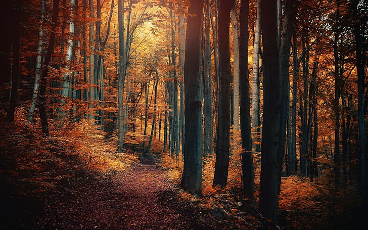 nature, forest, path, fall, landscape, leaves, trees, shrubs, sunlight, HD wallpaper