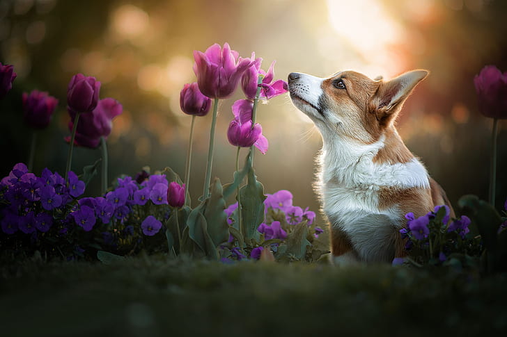 fiori, cane, tulipani, viola del pensiero, bokeh, cagnolino, gallese Corgi, Sfondo HD