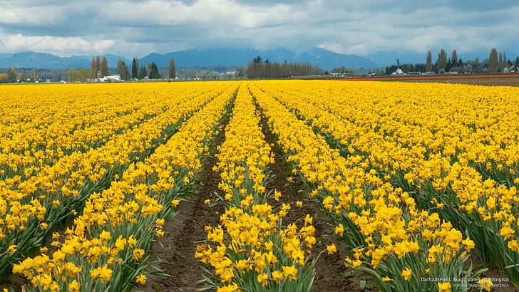 Daffodil Field, Skagit Valley, Washington, Spring/Summer, HD wallpaper