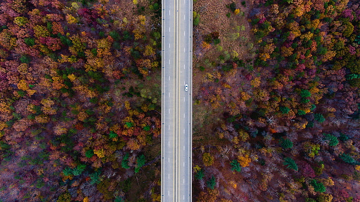 vue de dessus des arbres, nature, route, arbres, automne, voiture, Fond d'écran HD