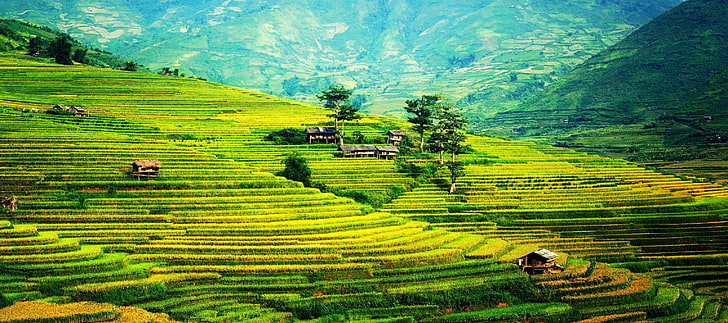 nature, landscape, farm, rice paddy, rice fields, HD wallpaper