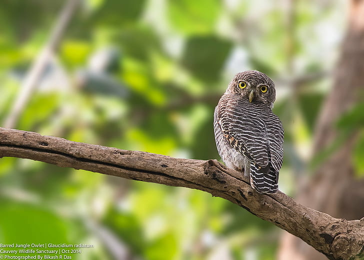 brown and white Owl perching on tree, jungle owlet, glaucidium radiatum, jungle owlet, glaucidium radiatum, Barred Jungle Owlet, Glaucidium radiatum, brown, white Owl, tree, India, IND, Cauvery Wildlife Sanctuary, bird, animal, nature, wildlife, owl, beak, carnivore, animals In The Wild, feather, bird of Prey, looking, HD wallpaper