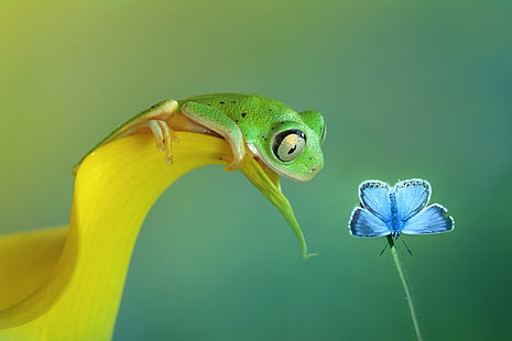 ホリー青い蝶とアマガエルの壁紙、蝶、カエル、マクロ、両生類、 HDデスクトップの壁紙 HD wallpaper