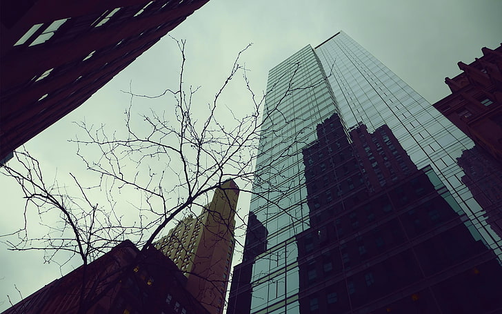 gedung tinggi kelabu pada siang hari, bangunan, arsitektur, pohon, kota, Wallpaper HD