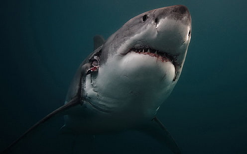 Tubarões, grande tubarão branco, HD papel de parede HD wallpaper