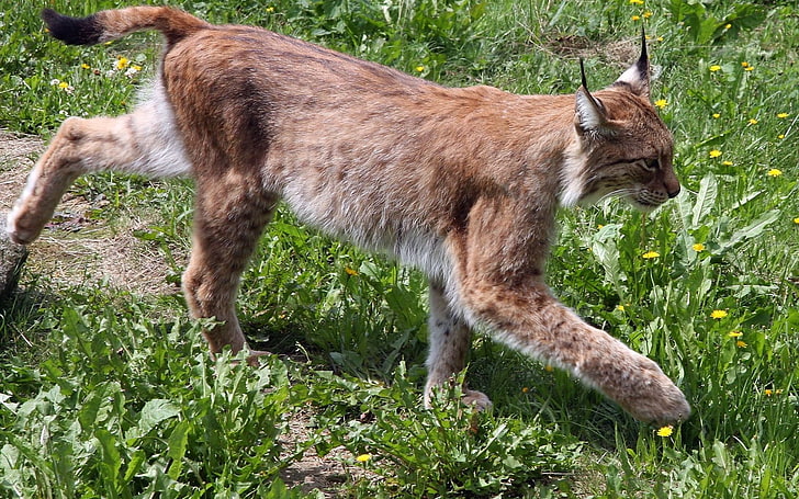 chat de lynx orange, lynx, herbe, promenade, grand chat, Fond d'écran HD
