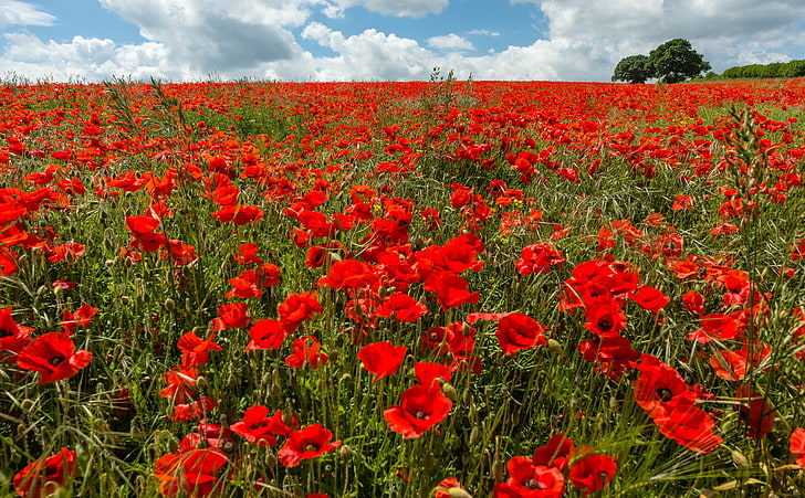 Mohnfeld, rote Blumen, Natur, Landschaft, Blumen, Feld, Wolken, Mohn, Mohn, Flora, bluesky, HD-Hintergrundbild