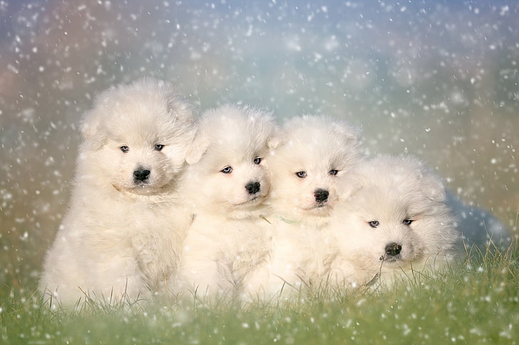 Anjing, Samoyed, Hewan, Bayi Hewan, Lucu, Anjing, Halus, Anak Anjing, Wallpaper HD