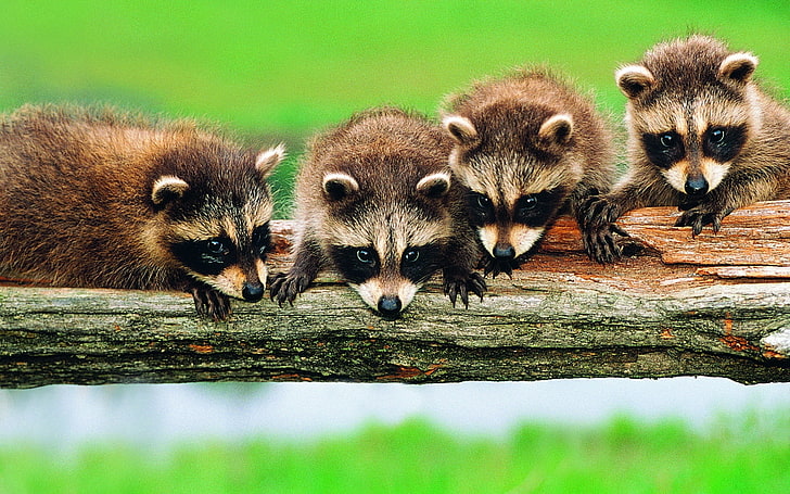 four brown raccoons, forest, tree, branch, family, raccoons, HD wallpaper