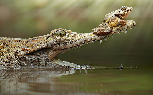 brown alligator and brown frog, animals, reptiles, HD wallpaper HD wallpaper