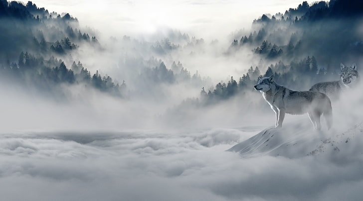 Paczka wilków, szary i biały wilk, Aero, kreatywny, zima, dziki, projekt, Photoshop, las, mgła, wilk, śnieg, pościg, wilki, dzika przyroda, głód, fotomanipulacja, Tapety HD