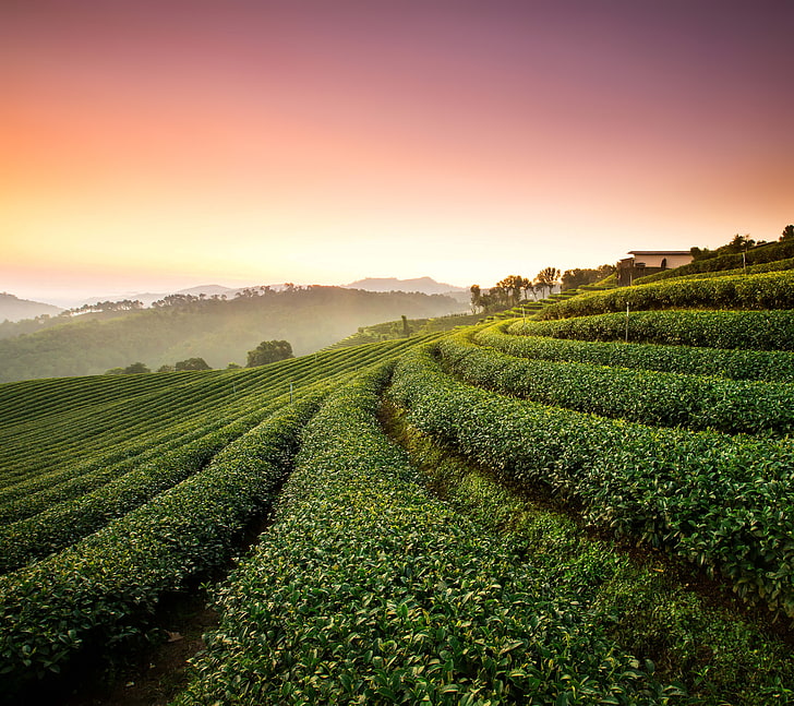 Landscape, Tea Plantation, HD wallpaper