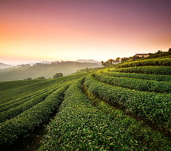 Landscape, Tea Plantation, HD wallpaper HD wallpaper