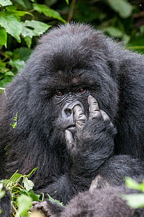 gorila negro, naturaleza, animales, humor, ganador, fotografía, concursos, vida silvestre, mono, selva, pantalla de retrato, árboles, hojas, gorilas, Fondo de pantalla HD HD wallpaper