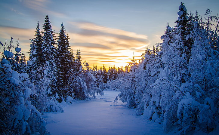 أشجار الصنوبر خلال فصل الشتاء والشتاء والثلج والمواسم والأشجار، خلفية HD