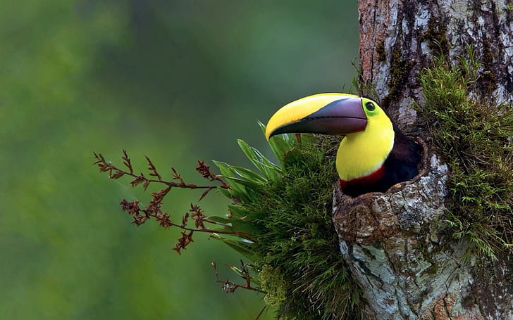 Bird Tropical Tree Toucan HD, животные, дерево, птица, тропик, тукан, HD обои