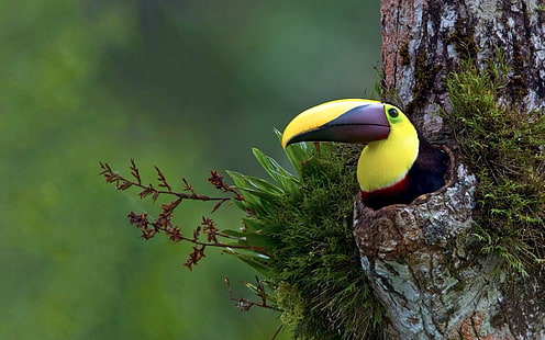 Bird Tropical Tree Toucan HD, djur, träd, fågel, tropisk, tukan, HD tapet HD wallpaper