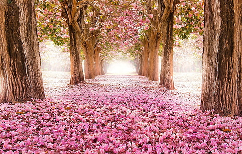 أزهار الكرز الوردي ، الطبيعة ، المناظر الطبيعية ، الزهور ، الأشجار، خلفية HD HD wallpaper