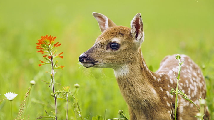 brown and white deer, animals, nature, deer, baby animals, plants, HD wallpaper
