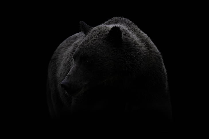 alam, latar belakang, beruang, Wallpaper HD