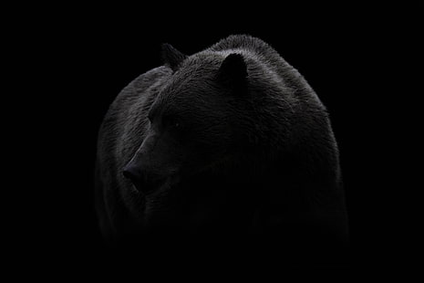 natura, tło, niedźwiedź, Tapety HD HD wallpaper